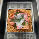 Echeveria 'Botan' 2"-3" Succulent Plant Cutting