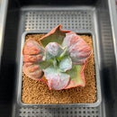 Echeveria 'Botan' 2"-3" Succulent Plant Cutting