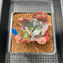 Echeveria 'Botan' 2"-3" Succulent Plant Cutting