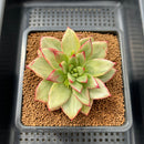 Echeveria Agavoides 'Rusty Nail' Variegated 2" Succulent Plant Cutting