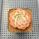 Echeveria 'Fontina' 2" Succulent Plant Cutting