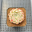 Echeveria 'Fontina' 2" Succulent Plant Cutting