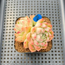 Echeveria 'Fontina' 2" Succulent Plant Cutting