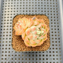 Echeveria 'Fontina' 2" Succulent Plant Cutting