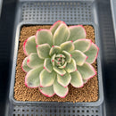 Echeveria Agavoides 'Indigo Ebony' Variegated 3" Succulent Plant Cutting