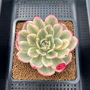 Echeveria Agavoides 'Indigo Ebony' Variegated 3" Succulent Plant Cutting