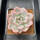 Echeveria 'Orange Monroe' Variegated 2"-3" Succulent Plant Cutting