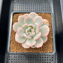 Echeveria 'Orange Monroe' Variegated 2"-3" Succulent Plant Cutting