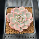 Echeveria 'Orange Monroe' Variegated 2"-3" Succulent Plant Cutting
