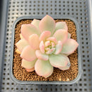 Echeveria 'Orange Monroe' Variegated 2"-3" Succulent Plant Cutting