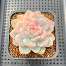 Echeveria 'Orange Monroe' Variegated 2"-3" Succulent Plant Cutting