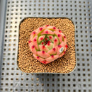Echeveria Agavoides 'Garcia' 1"-2" Succulent Plant Cutting