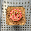 Echeveria Agavoides 'Garcia' 1"-2" Succulent Plant Cutting