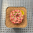 Echeveria Agavoides 'Garcia' 1"-2" Succulent Plant Cutting