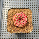 Echeveria Agavoides 'Garcia' 1"-2" Succulent Plant Cutting