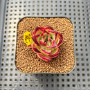 Echeveria Agavoides 'Red Tiara' 1" Succulent Plant Cutting