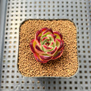Echeveria Agavoides 'Red Tiara' 1" Succulent Plant Cutting