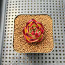 Echeveria Agavoides 'Red Tiara' 1" Succulent Plant Cutting