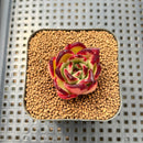 Echeveria Agavoides 'Red Tiara' 1" Succulent Plant Cutting