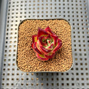 Echeveria Agavoides 'Red Tiara' 1" Succulent Plant Cutting