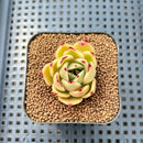 Echeveria Agavoides 'Patra' 1"-2" Succulent Plant Cutting