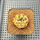 Echeveria Agavoides 'Patra' 1"-2" Succulent Plant Cutting