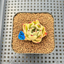 Echeveria Agavoides 'Patra' 1"-2" Succulent Plant Cutting
