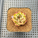 Echeveria Agavoides 'Patra' 1"-2" Succulent Plant Cutting