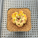 Echeveria Agavoides 'Patra' 1"-2" Succulent Plant Cutting