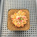 Pachyphytum 'Yeonji' 1"-2" Succulent Plant Cutting