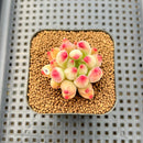 Pachyphytum 'Yeonji' 1"-2" Succulent Plant Cutting