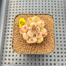 Pachyphytum 'Yeonji' 1"-2" Succulent Plant Cutting
