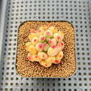Pachyphytum 'Yeonji' 1"-2" Succulent Plant Cutting