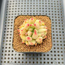 Pachyphytum 'Yeonji' 1"-2" Succulent Plant Cutting