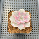 Graptopetalum 'Purple Delight' Variegated 2" Succulent Plant Cutting