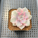 Graptopetalum 'Purple Delight' Variegated 2" Succulent Plant Cutting