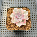 Graptopetalum 'Purple Delight' Variegated 2" Succulent Plant Cutting