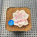 Graptopetalum 'Purple Delight' Variegated 2" Succulent Plant Cutting