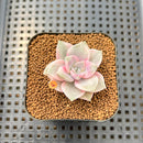 Graptopetalum 'Purple Delight' Variegated 2" Succulent Plant Cutting