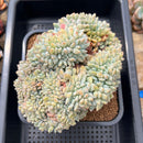 Echeveria 'Orange Monroe' Crested 6" Large Succulent Plant Cutting