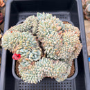 Echeveria 'Orange Monroe' Crested 6" Large Succulent Plant Cutting