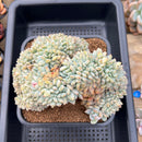 Echeveria 'Orange Monroe' Crested 6" Large Succulent Plant Cutting