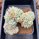 Echeveria 'Orange Monroe' Crested 6" Large Succulent Plant Cutting