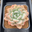Graptoveria 'Queens Bowl' 4" Succulent Plant Cutting