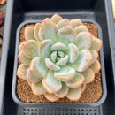 Graptoveria 'Queens Bowl' 4" Succulent Plant Cutting