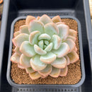 Graptoveria 'Queens Bowl' 4" Succulent Plant Cutting