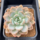 Graptoveria 'Queens Bowl' 4" Succulent Plant Cutting