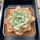 Graptoveria 'Queens Bowl' 4" Succulent Plant Cutting