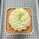 Echeveria 'White Farm' 2" Succulent Plant Cutting