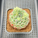 Echeveria 'White Farm' 2" Succulent Plant Cutting